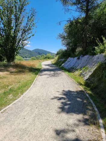 ścieżka rowerowa w lesie